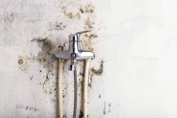 Best Affordable Mold Removal  in Locust Grove, OK