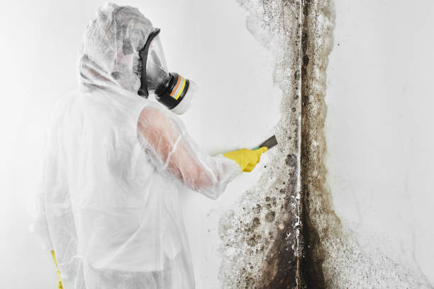 Best Black Mold Removal  in Locust Grove, OK