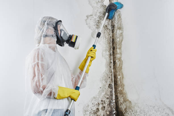 Best Residential Mold Removal  in Locust Grove, OK