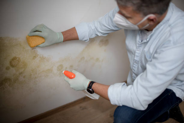Best Fast Mold Removal  in Locust Grove, OK