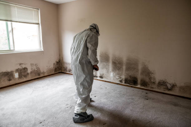 Crawl Space Mold Removal in Locust Grove, OK